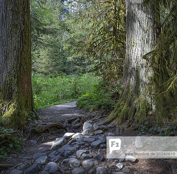 Magical forest path of the Cedars Mill Trail in Lynn Valley Canyon; North Vancouver  British Columbia  Canada