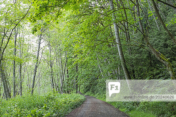 View of a dirt track through the Watershed Forest Trail; Delta  British Columbia  Canada