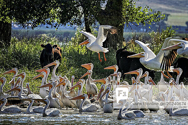 Pelicans on a cattle ranch in Nebraska. The migrating populations of white pelicans (Pelecanus erythrorhynchos) are found in spring and fall. More are residents in the summer and in the winter some can be spotted occasionally. They are some of the world's largest birds and rely on fish from rivers  lakes and wetlands; Nebraska  United States of America
