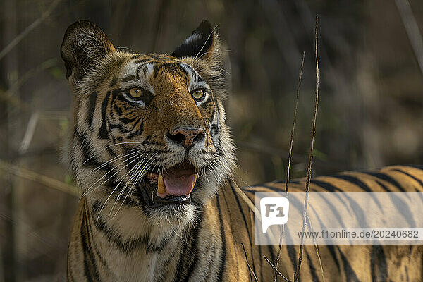 Close-up of a Bengal tiger (Panthera tigris tigris) standing in a forest with its mouth open; Madhya Pradesh  India