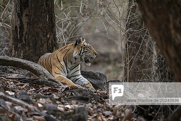 Bengal tiger (Panthera tigris tigris) lies among rocks under tree opening mouth; Madhya Pradesh  India