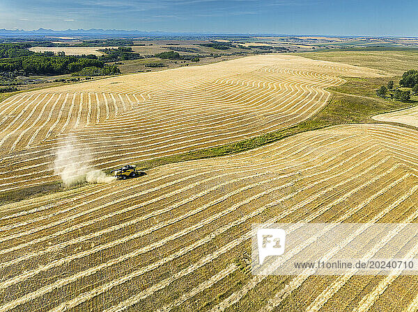 Aerial view of a combine in a patchwork of golden grain fields at harvest with harvest lines and blue sky in the background  Southwest of Calgary  Alberta; Alberta  Canada