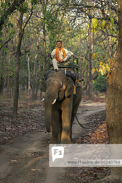 Domestic elephant (Elephas maximus indicus) with mahout stands on track; Madhya Pradesh  India
