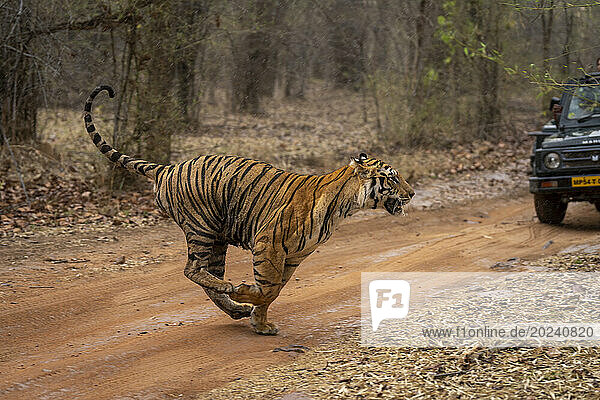Bengal tiger (Panthera tigris tigris) running across track past a vehicle; Madhya Pradesh  India