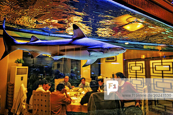 Black tip reef shark (Carcharhinus melanopterus) swims in an aquarium at a seafood restaurant; Guangzhou  Guangdong  China