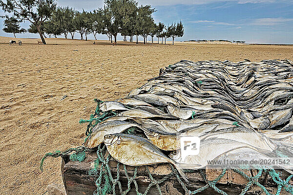 Atlantic bumpers (Chloroscombrus chrysurus) are a crucial food source in Africa. Worldwide  fish sustain one billion people. Fish drying on racks appear to swim across the sand in Senega; Senegal