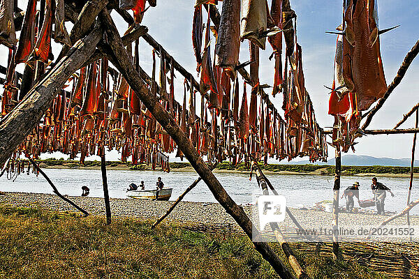 Hauling in salmon from their boats at a fishing camp  coastal people called Nymylan are village dwellers and hang the catch to dry on racks for winter; Khailino  Kamchatka Krai  Russia