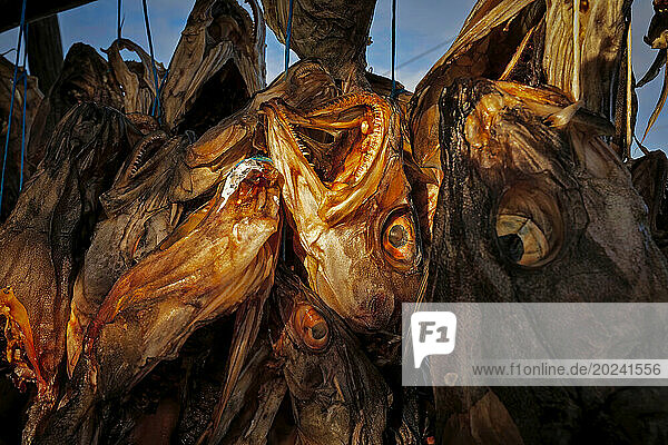 Icelandic fishermen use the open air to dry fish heads. They salvage waste from fish factories. The Icelandic 'hardfiskur' or dried fish has been very popular with Icelanders throughout the centuries. Providing Icelanders with a healthy snack that's full of protein and nutrients. The Icelandic fishing grounds are also without a doubt among the purest in the world; Iceland