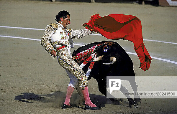 Matador faces a bull in Peru's oldest bullring  Plaza de Archo in Rímac  a Lima suburb. Red cape flying  sword drawn  the costumed man faces a close call with the angry beast. Bullfighting remains a passion for many Peruvians who revel in its pomp and pageantry-and its inherent danger; Lima  Peru
