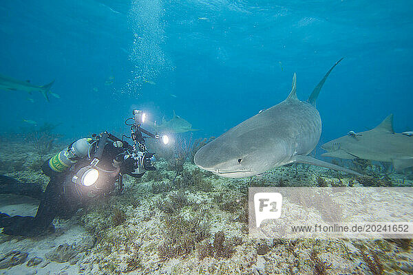 Photographer and a Tiger shark (Galeocerdo cuvier) attracted with bait to be photographed; Bahamas