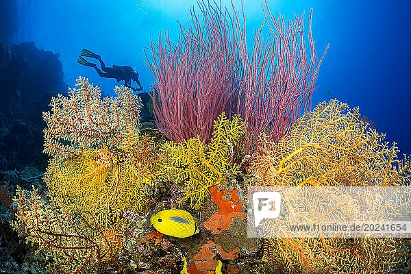 Diver and a coral head covered with gorgonian fans and a Bluespot butterflyfish (Chaetodon plebeius); Fiji