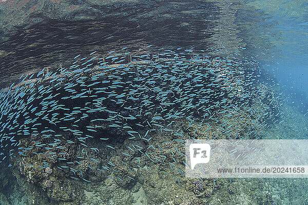 Hawaiian Silversides (Atherinomorus insularum) are an endemic species found schooling near the surface; Maui  Hawaii  United States of America