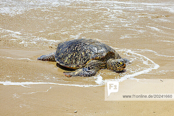 Green sea turtle (Chelonia mydas)  an endangered species  pulls up onto a beach from the Pacific Ocean; Maui  Hawaii  United States of America