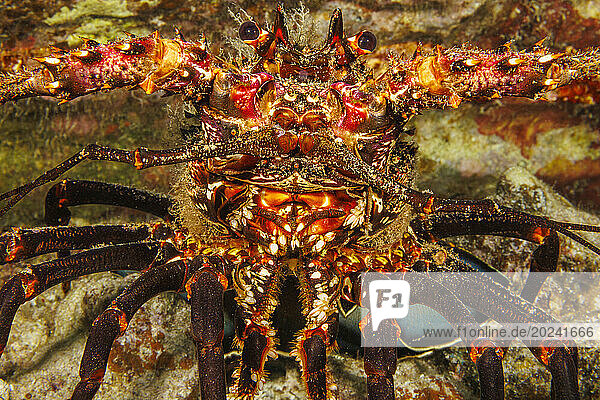 Close look at the front end of a Banded spiny lobster (Panulirus marginatus)  an endemic species of Hawaii. Parasitic barnacles (Paralepas sp.) can be seen around the mouth; Hawaii  United States of America