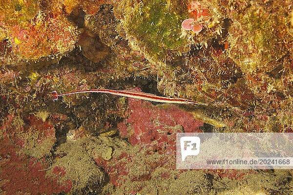 This endemic male Redstripe pipefish (Dunckerocampus baldwini) is carrying eggs on its underside. This species is found under ledges or in caves where it will swim upside down  orientating itself with the ceiling; Hawaii  United States of America