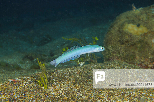 Spot-tail dartfish (Ptereleotris heteroptera)  also known as a Tailspot dartgoby  indigo dartfish and blacktail goby; Hawaii  United States of America