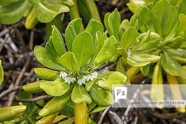 Naupaka kahakai (Scaevola sericea) is indigenous to Hawaii and part of the Goodeniaceae family found in coastal locations. It is also known as beach cabbage  sea lettuce and beach naupaka. According to Hawaiian legends  the one-sided flowers of Beach Naupaka are a symbol of lovers torn apart and never reunited; Hawaii  United States of America