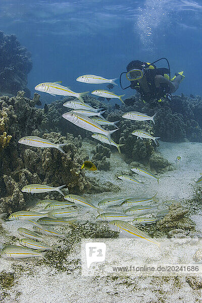 Diver and reef scene with Yellowstripe goatfish (Mulloidichthys flavolineatus); Rarotonga  Cook Islands