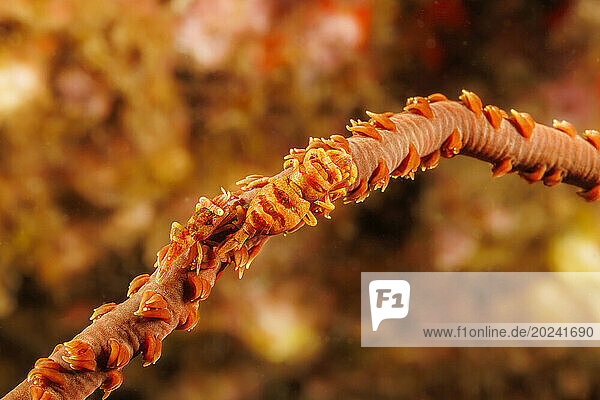 These Barbed wire coral shrimp (Pontonides ankeri) are often confused with Pontonides unciger. They live on this species of wire coral (Cirrhipathes anguina) Hawaii. The female is the larger of the pair; Hawaii  United States of America