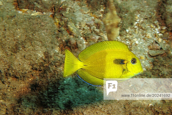 This juvenile Orangeband surgeonfish (Acanthurus olivaceus) is just at the beginning of changing to the coloration of an adult; Hawaii  United States of America