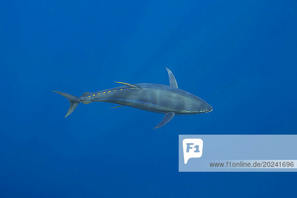 Free swimming Yellowfin tuna (Thunnus albacares) in the wild; Guadalupe Island  Mexico