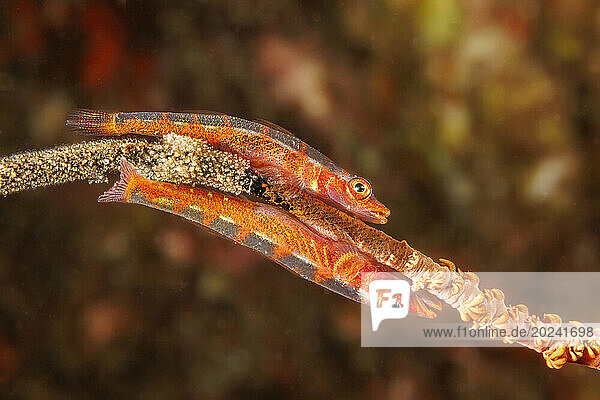 Pair of Gorgonian gobies (Bryaninops amplus) with eggs they have layed on wire coral; Hawaii  United States of America