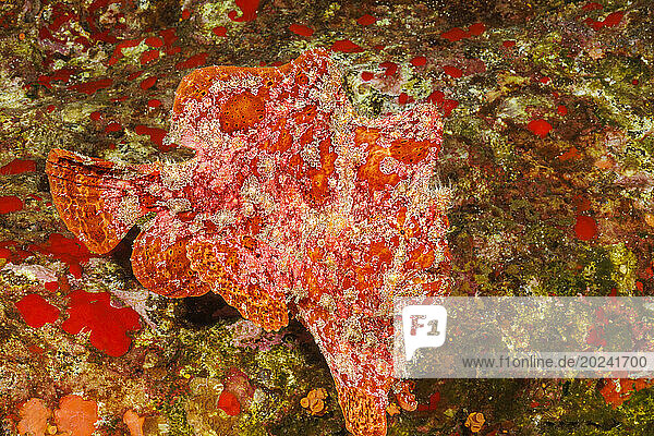 Adult Commerson's frogfish (Antennarius commersoni); Hawaii  United States of America