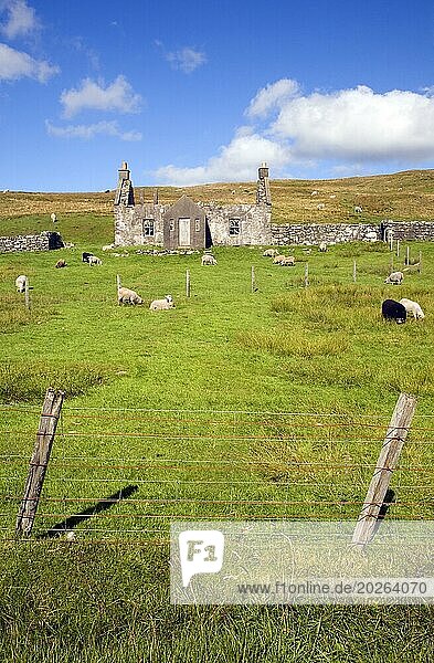 Verlassenes  verlassenes Bauernhaus mit weidenden Schafen  Dale of Walls  Mainland  Shetlandinseln  Schottland  Großbritannien  Europa