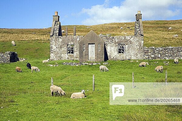 Verlassenes  verlassenes Bauernhaus mit weidenden Schafen  Dale of Walls  Mainland  Shetlandinseln  Schottland  Großbritannien  Europa