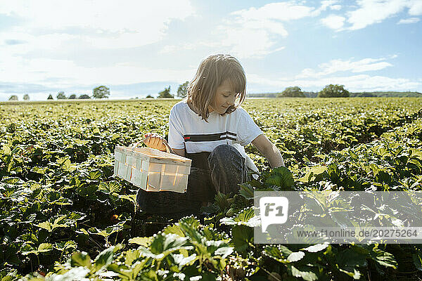 Girl picking strawberries in field