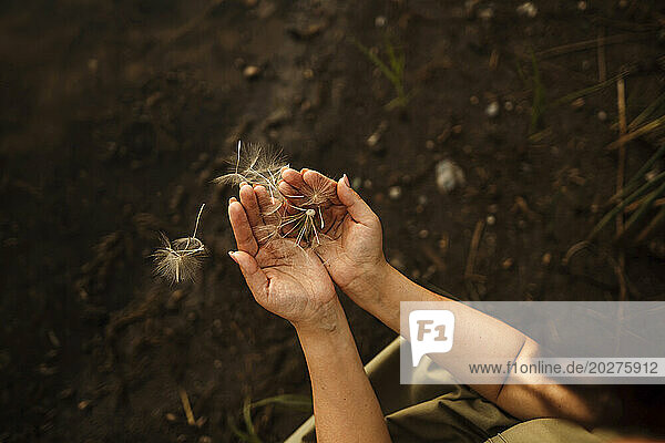 Woman holding dandelion seeds with cupped hands