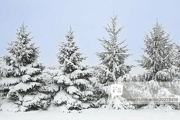USA  New Jersey  Mendham  Norway Spruce trees covered with snow in winter