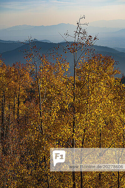 Usa  New Mexico  Santa Fe  Aspen trees in Fall colors in Sangre De Cristo Mountains
