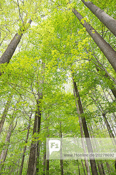 USA  New Jersey  Mendham  Low angle view of tall deciduous trees in springtime