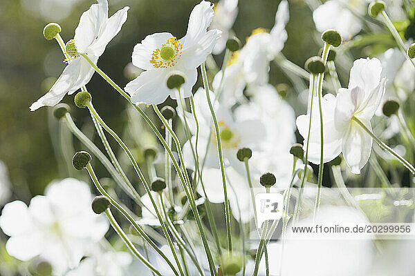 White Wood Anemone Flowers