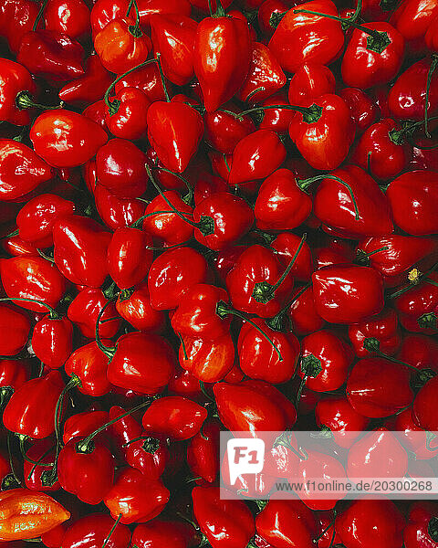 Full frame view from above abundance of vibrant  shiny red bell peppers
