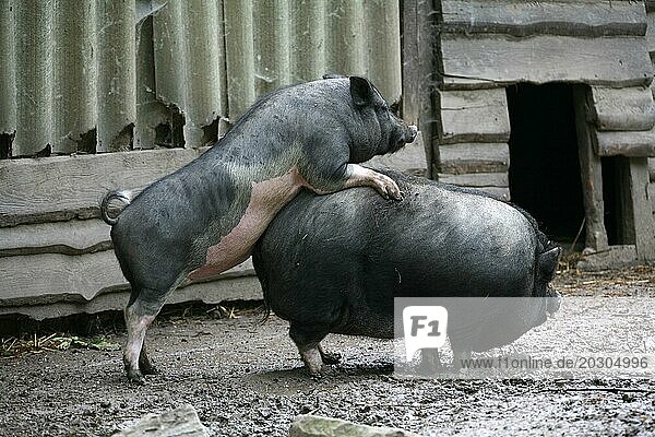 Hängebauchscchweine bei der Paarung