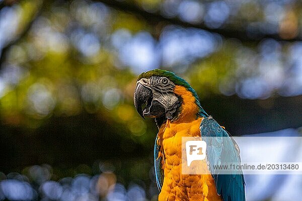 Portrait eines Papageis. Schöne Aufnahme der Tiere im wald auf Guadeloupe  Karibik  Französische Antillen