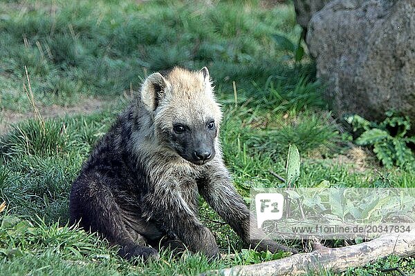 Spotted hyena (juvenile)