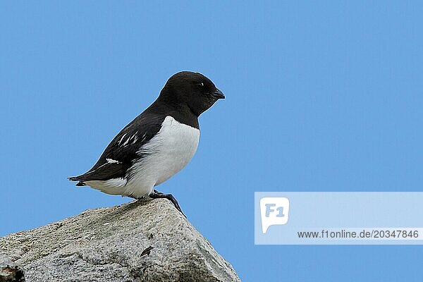Little auk  dovekie (Alle alle) perched on rock along the Arctic Ocean  Svalbard  Spitsbergen  Norway  Europe