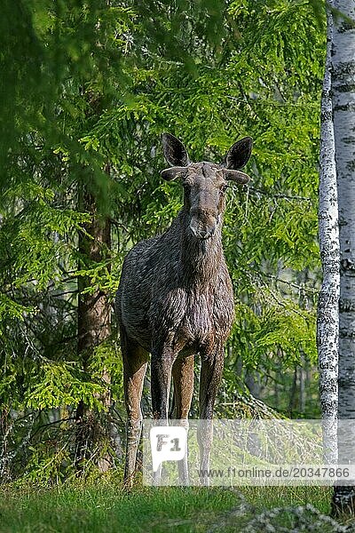 Moose  elk (Alces alces) bull showing early growing stage with antler buds covered in velvet on healed antler pedicles in forest in spring  Sweden  Europe
