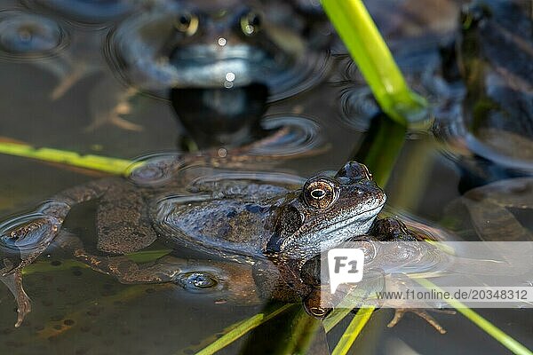 European common brown frogs  grass frog (Rana temporaria) pair in amplexus among aquatic plants in pond during the mating  breeding season in spring