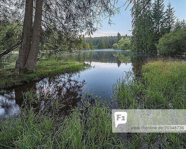 Small lake in the Thuringian Forest at dawn  spruce forest reflected  Thuringia  Germany  Europe