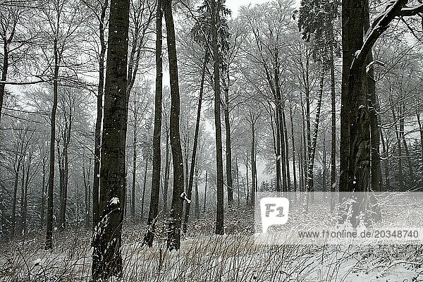 It's snowing in the winter forest