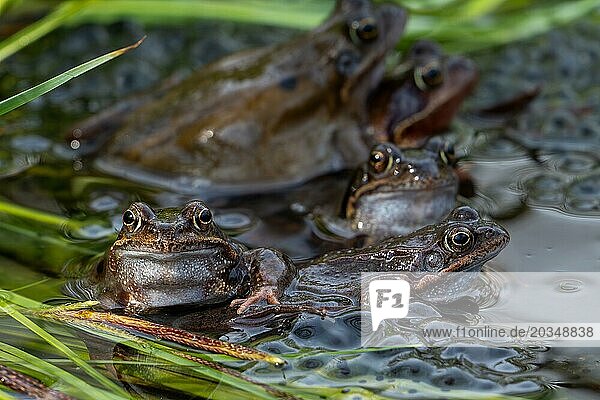European common brown frogs  grass frog group (Rana temporaria) on eggs  frogspawn in swamp  marsh during the spawning  breeding season in spring