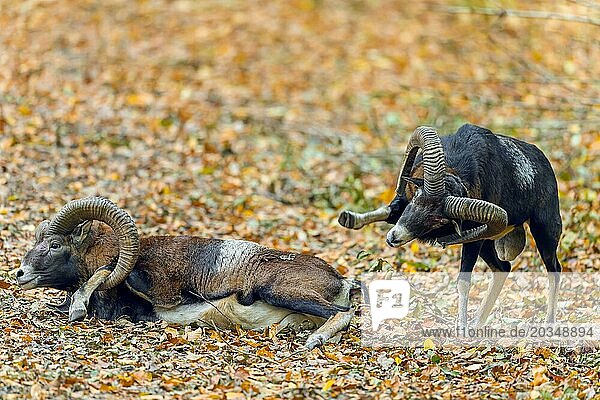 Besiegtes europäisches Mufflon (Ovis aries musimon)  das nach dem Kampf zwischen zwei Widdern  die sich die Köpfe einschlagen und ihre gebogenen Hörner aufeinander prallen lassen  während der Brunft im Herbst am Boden liegt