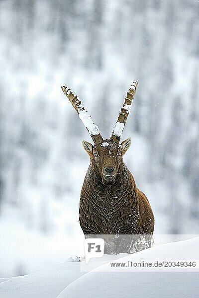 Männlicher Alpensteinbock (Capra ibex) mit großen Hörnern am Berghang im Tiefschnee im Winter  Nationalpark Gran Paradiso  Italienische Alpen  Italien  Europa