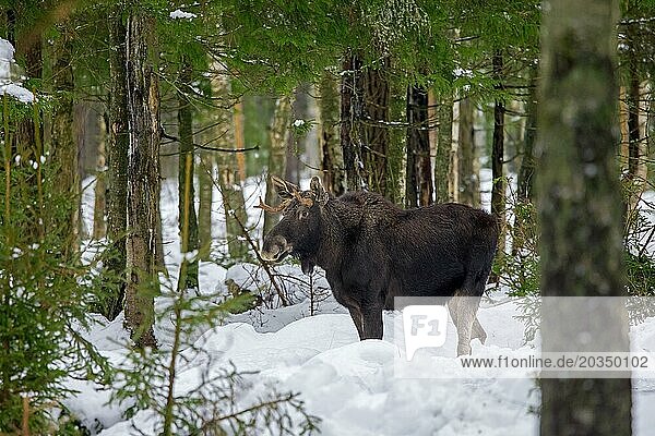 Moose  elk (Alces alces) young bull with small antlers foraging in coniferous forest in the snow in winter  Sweden  Europe