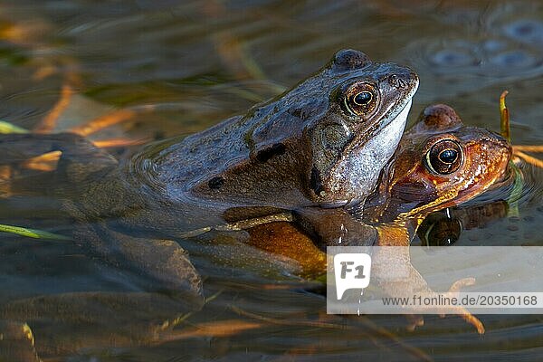 European common frog pair  brown frog  grass frog (Rana temporaria) male and female in amplexus in pond during spawning  breeding season in spring