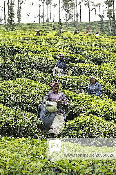 Indian tea pickers on a tea plantation  Thekkady  Kerala  India  Asia